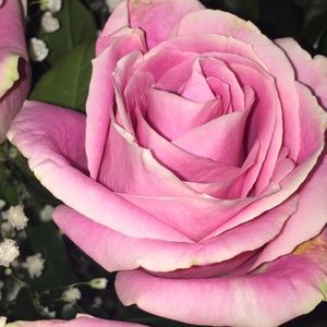 Meet your Posher, Kristyna